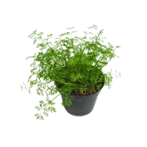 Foeniculum vulgare overig