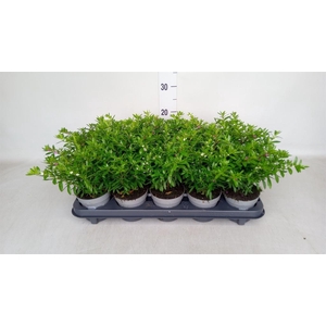 Cuphea hyssop.   ...mix /pot