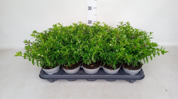 <h4>Cuphea hyssop.   ...mix /pot</h4>