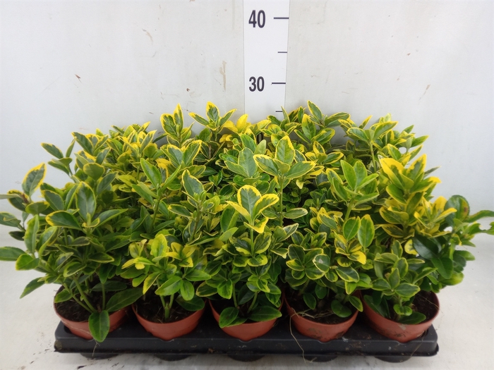 <h4>Euonymus japon. 'Aureus'</h4>