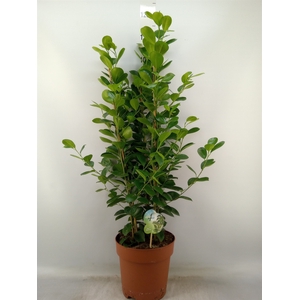 Ficus microcarpa 'Moclame'