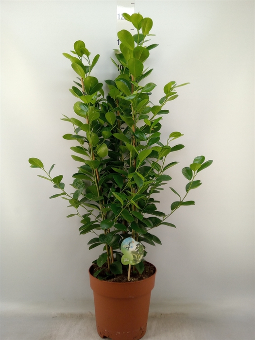 <h4>Ficus microcarpa 'Moclame'</h4>