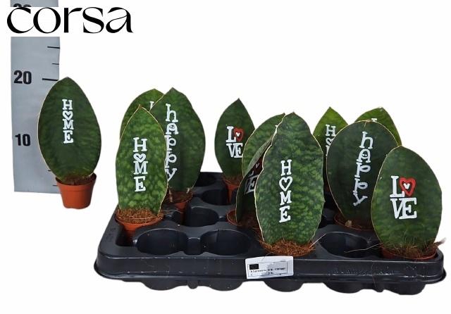 <h4>SANSEV TRIFASCIA OV</h4>