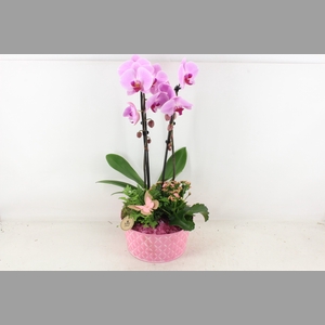 arr2 PL - Zink schaal phal. roze