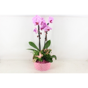 arr2 PL - Zink schaal phal. roze
