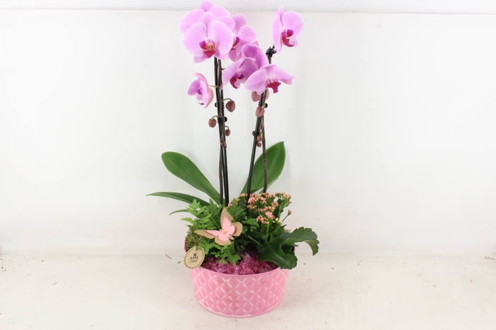 <h4>arr2 PL - Zink schaal phal. roze</h4>