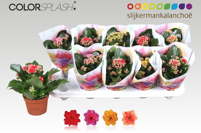 <h4>KAL GE GEM 4 KL</h4>