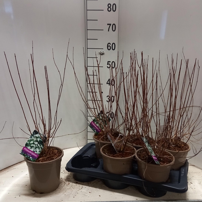 <h4>PHILA LEMOINEI</h4>