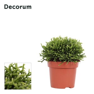 Rhipsalis cereuscula 12 cm Decorum