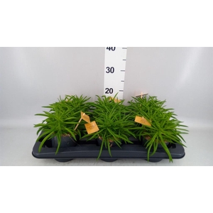Peperomia ferreyrae 'Nevada'