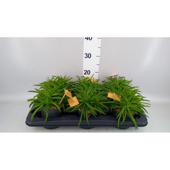 <h4>Peperomia ferreyrae 'Nevada'</h4>