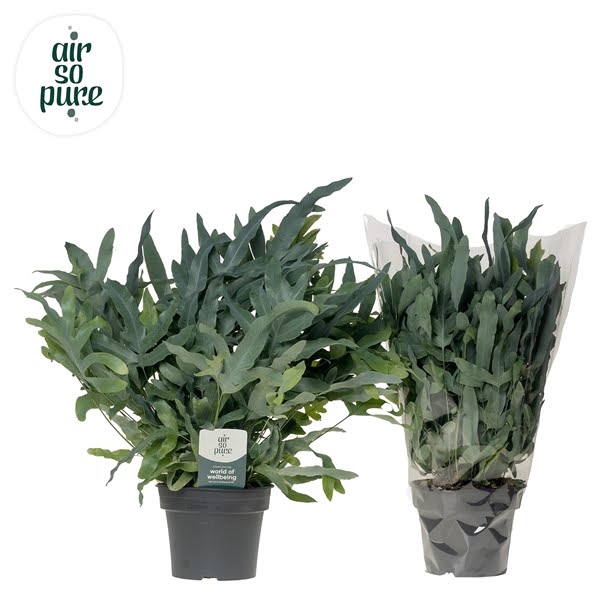 <h4>Phlebodium 'Blue Fern' - Air So Pure</h4>