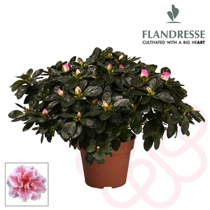 Azalea Flandresse® 'bont' 37 - 40 cm