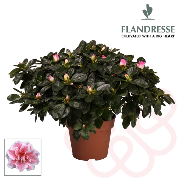 <h4>Azalea Flandresse® 'bont' 37 - 40 cm</h4>