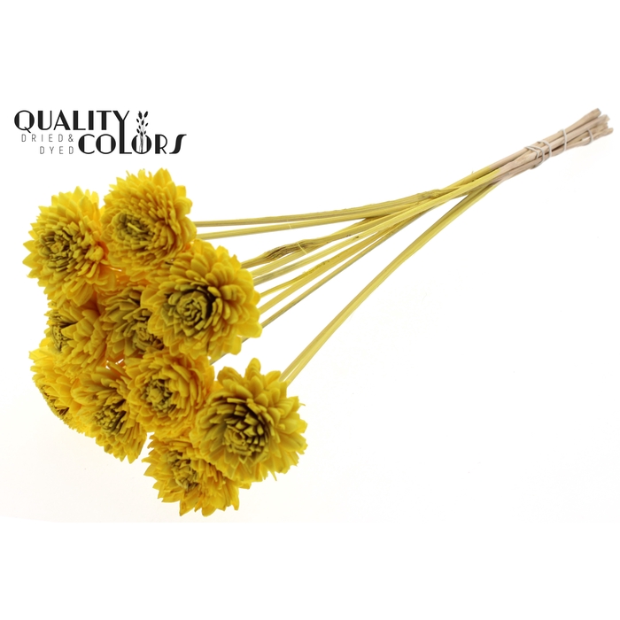 <h4>Shola Zinia 6cm on stem Yellow</h4>