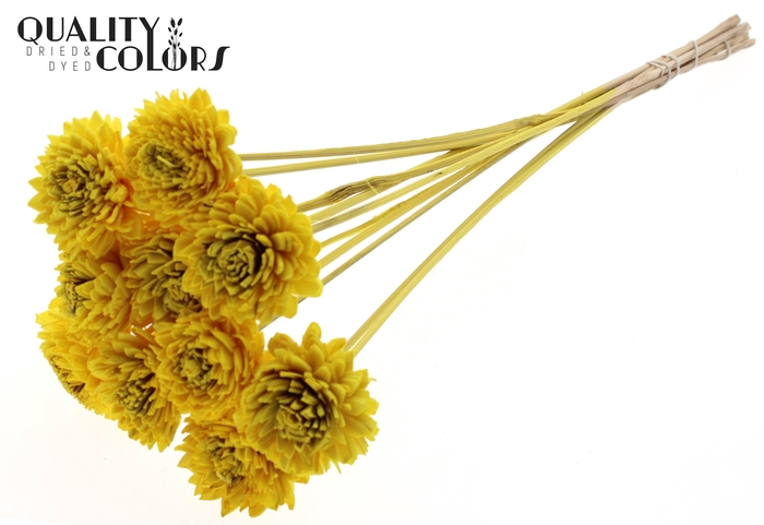 Shola Zinia 6cm on stem Yellow