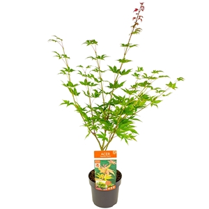 Acer palm. 'Osakazuki' PREMIUM
