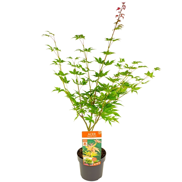 <h4>Acer palm. 'Osakazuki' PREMIUM</h4>