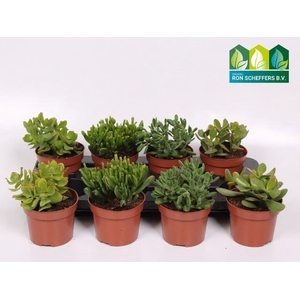 Crassula gemengd