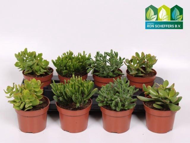 <h4>Crassula gemengd</h4>
