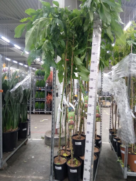 <h4>Juglans regia</h4>