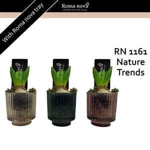 1161 - Nature Trends (Hyacint)