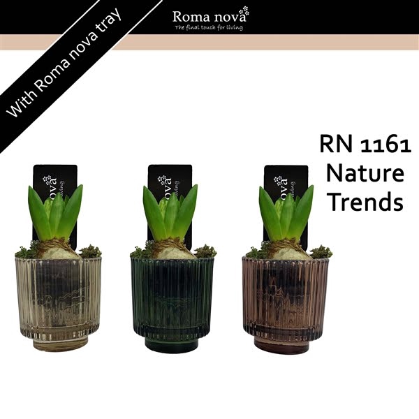 <h4>1161 - Nature Trends (Hyacint)</h4>