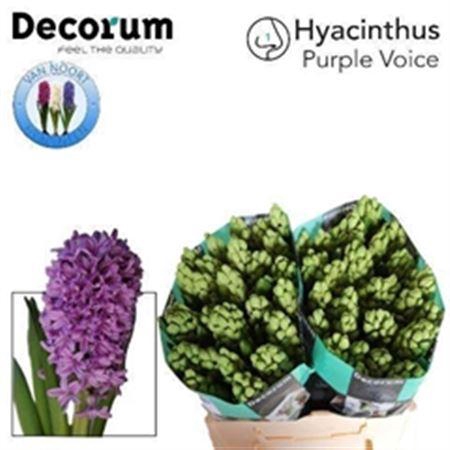 <h4>Hyac Purple Voice</h4>