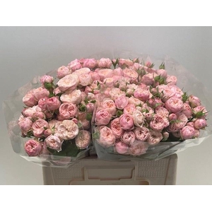 R TR ROYAL BLUSH