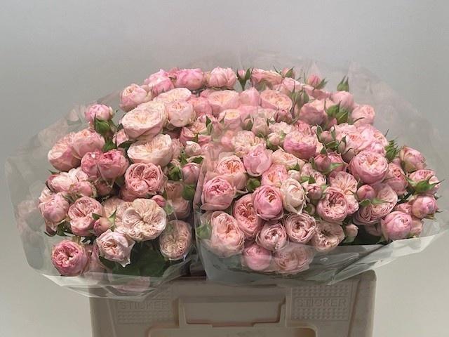 <h4>R TR ROYAL BLUSH</h4>