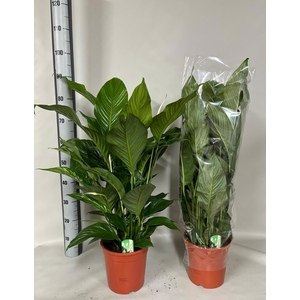 SPATH SWEET LAURETTA