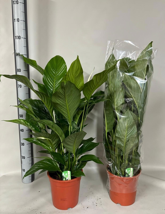 <h4>SPATH SWEET LAURETTA</h4>