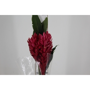 ALPINIA PURPURATA VERMELHA