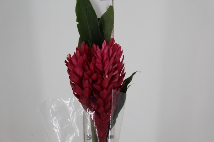 <h4>ALPINIA PURPURATA VERMELHA</h4>