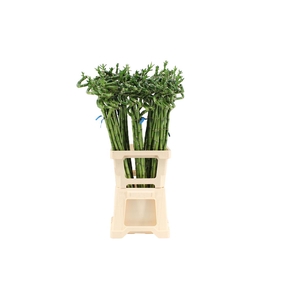 Lucky Bamboo Spiraal 80