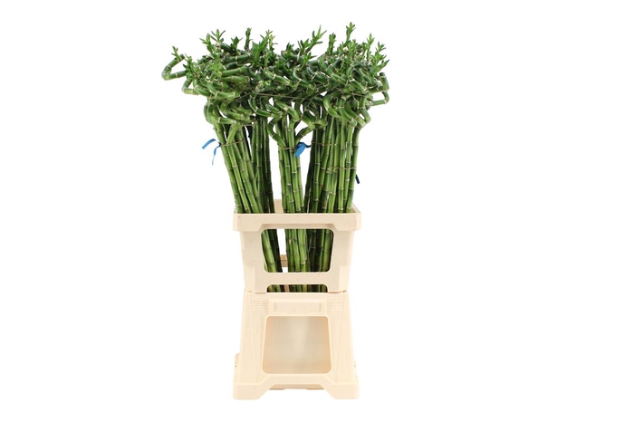 Lucky Bamboo Spiraal 80