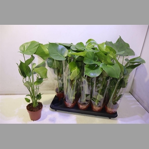 Monstera Deliciosa