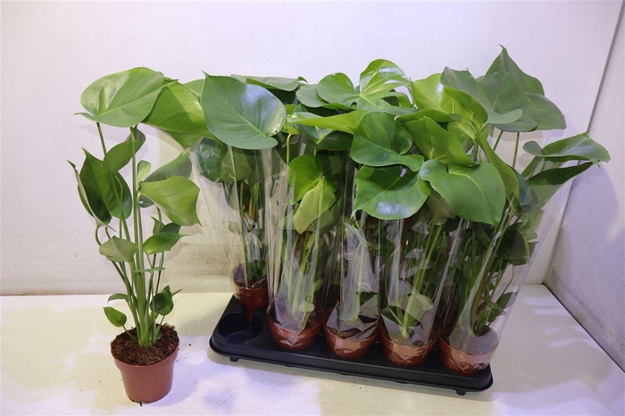 <h4>Monstera Deliciosa</h4>