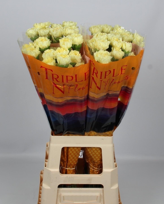 <h4>Di St Luiza</h4>