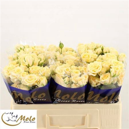 <h4>Rosa tros Salinero</h4>