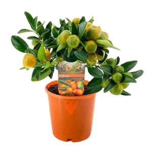 Citrus calamondin