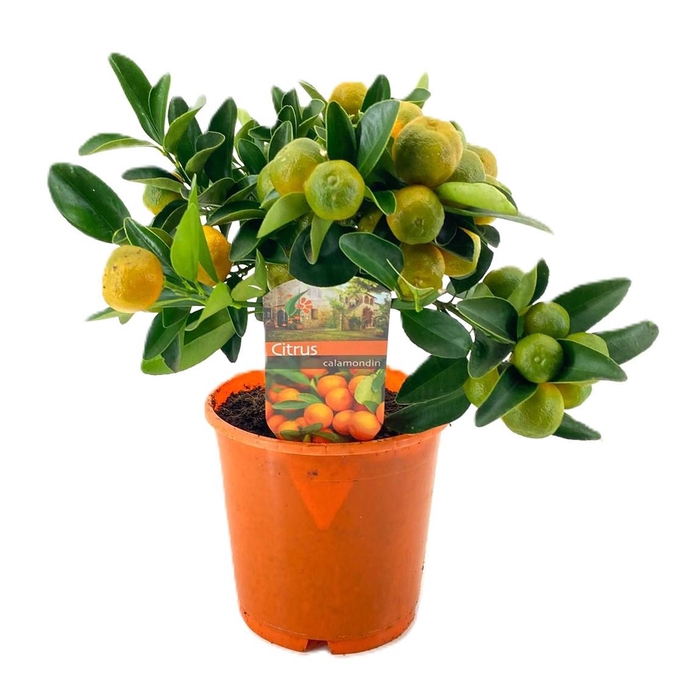 <h4>Citrus calamondin</h4>