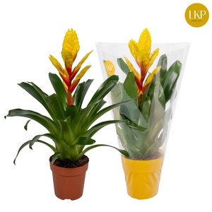 Vriesea Int Yellow Geel (Met Hoes)