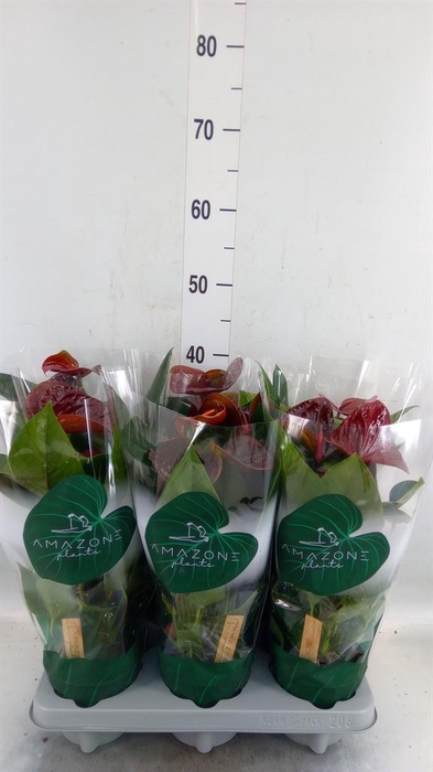 <h4>Anthurium andr. 'Essencia'</h4>