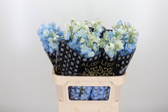 <h4>Delph Dewi Boy</h4>