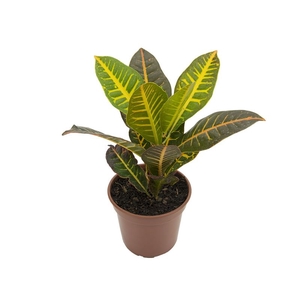 CROTON HIBRIDO PETRA P17