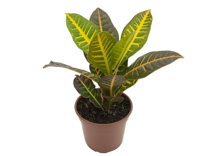 <h4>CROTON HIBRIDO PETRA P17</h4>