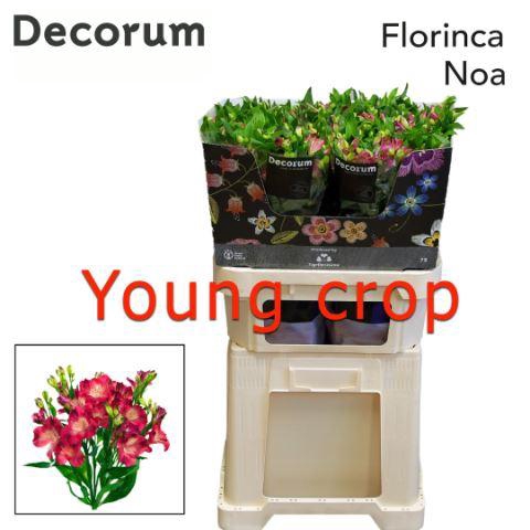 <h4>ALSTROEMERIA FLOR. 'NOA'</h4>