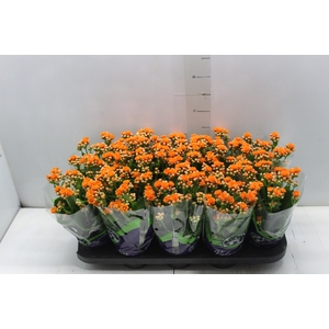 KALANCHOE DOBRADO P11 LARANJA