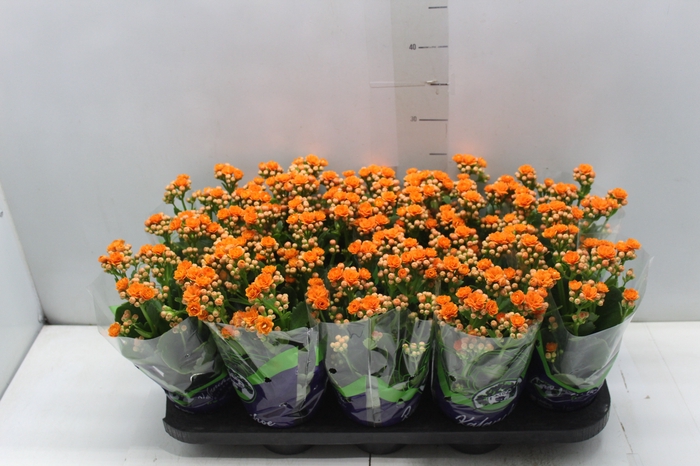 <h4>KALANCHOE DOBRADO P11 LARANJA</h4>